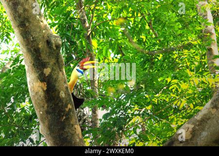 Ein männliches Individuum des Nackenhornschnabel (Rhyticeros cassidix) blickt auf, als er auf einem Baumzweig im Tangkoko Nature Reserve, Nord-Sulawesi, Indonesien, thront. Der Klimawandel verändert Umweltnischen, was dazu führt, dass Arten ihr Lebensraumspektrum verlagern, während sie ihre ökologische Nische verfolgen, was nach Ansicht von Nature Climate Change ein Nachteil für ein effektives Management der biologischen Vielfalt sein könnte. Ein Bericht eines Wissenschaftlerteams unter der Leitung von Marine Joly, basierend auf Forschungen von 2012 bis 2020, hat ergeben, dass die Temperatur um bis zu 0,2 Grad pro Jahr steigt... Stockfoto