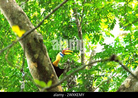 Ein männliches Individuum des Nackenhornschnabel (Rhyticeros cassidix) blickt auf, als er auf einem Baumzweig im Tangkoko Nature Reserve, Nord-Sulawesi, Indonesien, thront. Der Klimawandel verändert Umweltnischen, was dazu führt, dass Arten ihr Lebensraumspektrum verlagern, während sie ihre ökologische Nische verfolgen, was nach Ansicht von Nature Climate Change ein Nachteil für ein effektives Management der biologischen Vielfalt sein könnte. Ein Bericht eines Wissenschaftlerteams unter der Leitung von Marine Joly, basierend auf Forschungen von 2012 bis 2020, hat ergeben, dass die Temperatur um bis zu 0,2 Grad pro Jahr steigt... Stockfoto