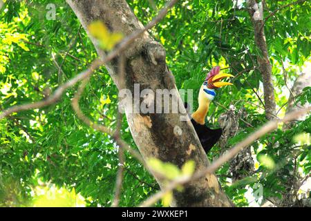 Ein männliches Individuum des Nackenhornschnabel (Rhyticeros cassidix) blickt auf, als er auf einem Baumzweig im Tangkoko Nature Reserve, Nord-Sulawesi, Indonesien, thront. Der Klimawandel verändert Umweltnischen, was dazu führt, dass Arten ihr Lebensraumspektrum verlagern, während sie ihre ökologische Nische verfolgen, was nach Ansicht von Nature Climate Change ein Nachteil für ein effektives Management der biologischen Vielfalt sein könnte. Ein Bericht eines Wissenschaftlerteams unter der Leitung von Marine Joly, basierend auf Forschungen von 2012 bis 2020, hat ergeben, dass die Temperatur um bis zu 0,2 Grad pro Jahr steigt... Stockfoto