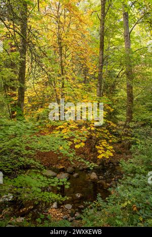 Creek im Lithia Park mit Herbstfarben von Aesculus Hippocastanum, Rosskastanie, Porträtorientierung Stockfoto