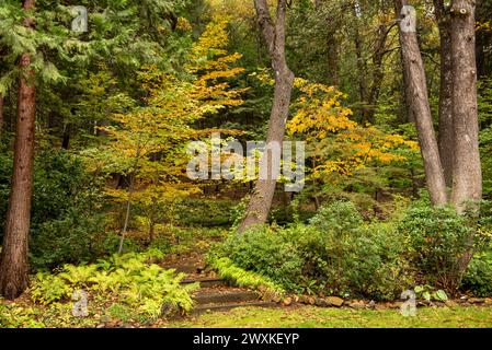 Dunsmuir Botanical Gardens im Herbst, mit Herbstfarben und Stufen in Richtung der Gärten Stockfoto