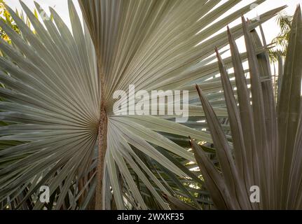 Bismarckia nobilis oder Bismarckpalme, eine Palme für einen Politiker. Stockfoto