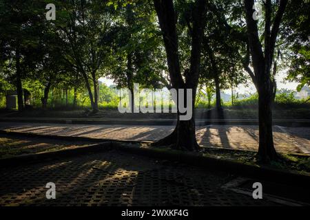 Sonnenlicht am frühen Morgen, goldene Strahlen durch nebelige Gartenbäume. Stockfoto