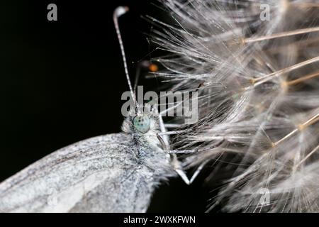 Holzweißer Schmetterling (Leptidea sinapis) auf einer Löwenzahn-Nahaufnahme Stockfoto