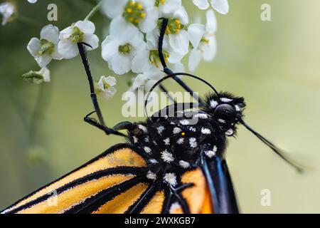 Ein farbenfroher Monarch-Schmetterling, der von weißen Alyssum-Blüten ernährt wird. Sein ungewollter Proboscis sucht nach Nektar, um sich zu ernähren. Stockfoto