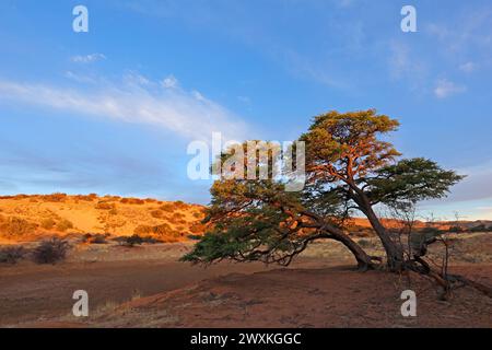 Malerische Landschaft mit einem Dornbaum und roten Sanddünen bei Sonnenuntergang, Kalahari Wüste, Südafrika Stockfoto