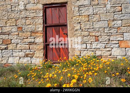 Verrostete Tür einer alten ländlichen Scheune mit farbenfrohen Namaqualand-Gänseblümchen, Nordkap, Südafrika Stockfoto