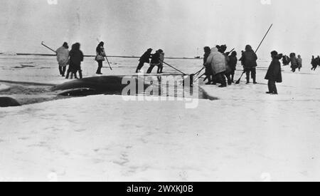 Originalunterschrift: PT. Barrow, Alaska. Eskimos (Inuits), die einen Wal beherbergen. Der Wal liefert den größten Teil des Treibstoffs, der von den Eskimos Ca verwendet wird. 1930er Jahre Stockfoto