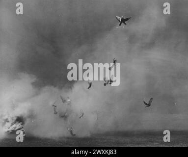 Tauben, die während eines Trainings in ft. Monmouth, New Jersey, CA. 1939 Stockfoto