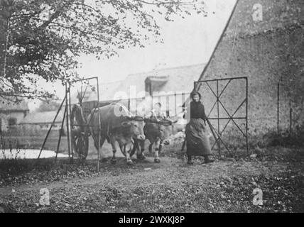 Französische Bauernfrau, die ihr Ochsenteam anführt. 1917-1919 Stockfoto