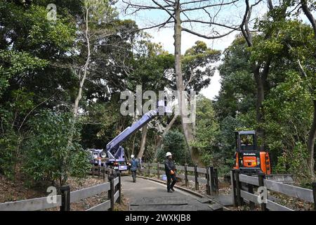 Arbeiter, die Bäume im Shinjuku Gyo-en National Garden – Shinjuku, Tokio, Japan – 29. Februar 2024 Fällen Stockfoto