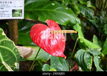 Anthurium Andraeanum (Flamingoblume) im Gewächshaus im Shinjuku Gyo-en National Garden – Shinjuku, Tokio, Japan – 29. Februar 2024 Stockfoto