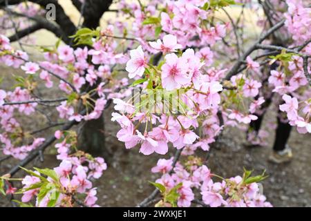 Kawazuzakura Kirschblüten (Sakura) im Shinjuku Gyo-en National Garden – Shinjuku, Tokio, Japan – 29. Februar 2024 Stockfoto