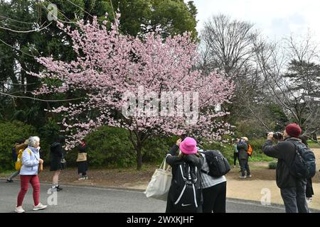 Personen, die Fotos von einer Kanzakura-Kirschblüte (Sakura) im Shinjuku Gyo-en-Nationalgarten – Shinjuku, Tokio, Japan – 29. Februar 2024 machen Stockfoto