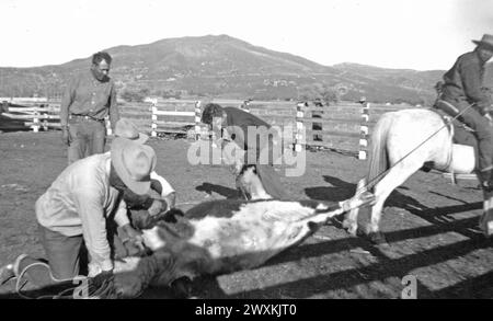 Viejas Band of Kumeyaay Indians: Foto von Cowboys bei einem Rinderbrand auf der Baron Long Ranch CA. 1936-1942 Stockfoto