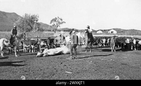 Viejas Band of Kumeyaay Indians: Foto von Cowboys während des Rinderbrandings auf der Baron Long Ranch CA. 1936-1942 Stockfoto