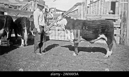 Cowboy auf einer Ranch in Wyoming, neben einer Hereford-Kuh oder einem Bullen. 1940er Jahre Stockfoto