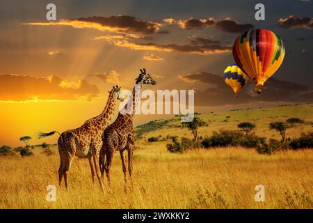 Zwei Giraffen stehen hoch oben auf einem trockenen Grasfeld mit Luftballon, deren lange Hälse hoch reichen, während sie die Landschaft erkunden Stockfoto