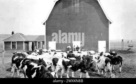 Milchherde holstien Kühe in einem Scheunenhof auf einer Farm in South Dakota. 1930er Jahre Stockfoto