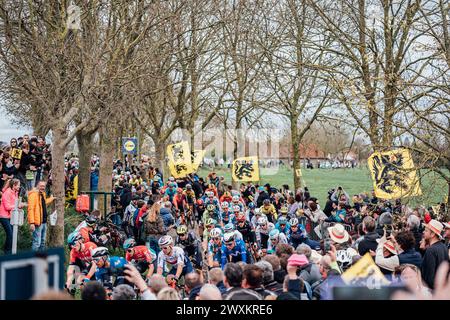 Oudenaarde, Belgien. 31. März 2024. Bild von Zac Williams/SWpix.com - 31/03/2024 - Radfahren - 2024 Ronde Van Vlaanderen - das Feld. Quelle: SWpix/Alamy Live News Stockfoto