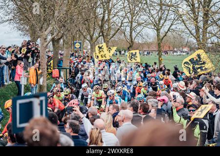 Oudenaarde, Belgien. 31. März 2024. Bild von Zac Williams/SWpix.com - 31/03/2024 - Radfahren - 2024 Ronde Van Vlaanderen - das Feld. Quelle: SWpix/Alamy Live News Stockfoto