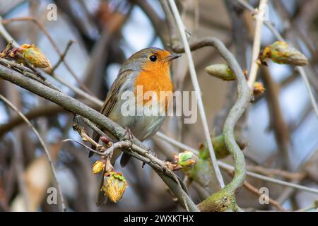 Nahaufnahme des bunten europäischen rotkehlchens an einem Frühlingstag (Erithacus rubecula) Stockfoto