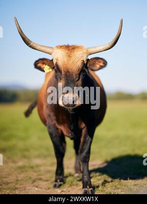 Braune und schwarze Kuh mit großen Hörnern auf einem grasbewachsenen Feld Stockfoto