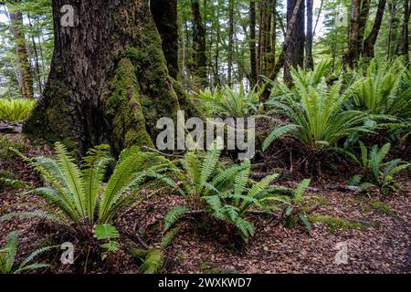 Farne wachsen neben dem Kepler Track, Te Anau, Southland Region, Südinsel, Neuseeland Stockfoto