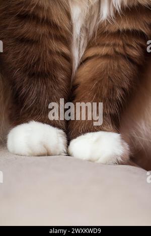 Flauschige Pfoten einer Stoffpuppe, die auf dem Sofa sitzt. Gemütliches Haustier. Kopierbereich Stockfoto