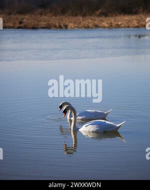 Zwei anmutige weiße Schwäne schwimmen an einem sonnigen Tag im glitzernden Wasser Stockfoto