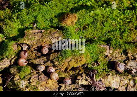 Mehrere Schnecken bewegen sich auf moosbedeckter Baumrinde Stockfoto