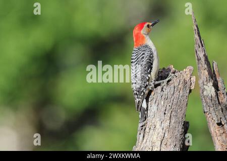 Ein Vogel, der auf einem Baumzweig in einem Waldgebiet thront Stockfoto