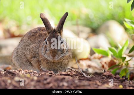 Ein Kaninchen mit dunkler Nase sitzt im Boden Stockfoto