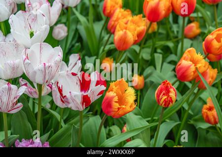 Farbenfrohe wunderschöne gelb-rot-weiße blühende Tulpe in Lisse Holland Niederlande, aus nächster Nähe Stockfoto