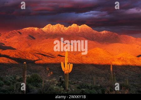 Sonnenuntergang in der Sonora-Wüste mit den schneebedeckten Four Peaks in den Mazatzal Mountains bei Phoenix, Arizona Stockfoto