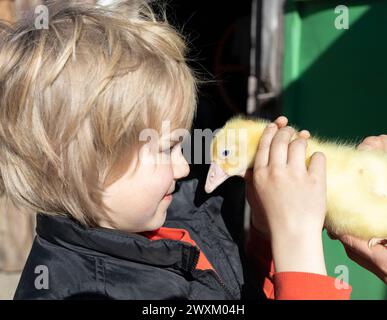 Junge auf einer Farm trifft auf ein Baby-Grinsen. Überraschung, Freude, mit kleinen Küken zu kommunizieren. Kenntnis der Welt. Nahaufnahme des Gesichts eines Kindes und eines Stockfoto