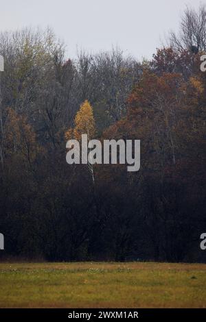 Farbenfrohe Bäume im Hintergrund mit verschiedenen Farbtönen Stockfoto
