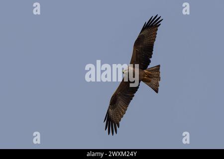 Ein Schwarzmilan Milvus migransbei Krummensee Landkreis Barnim. *** Ein schwarzer Drachen Milvus migrans bei Krummensee, Bezirk Barnim Stockfoto
