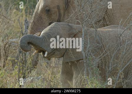 Elefanten im Südafrikanischen Bush - junger Elefant mit Mutter hinter ihm. Der Rumpf ist ausgezogen und es erscheinen junge Stoßzähne Stockfoto