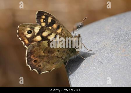 Detaillierte Nahaufnahme eines frisch aufgetauchten gesprenkelten Holzfalters, Pararge Aegeria im Garten Stockfoto