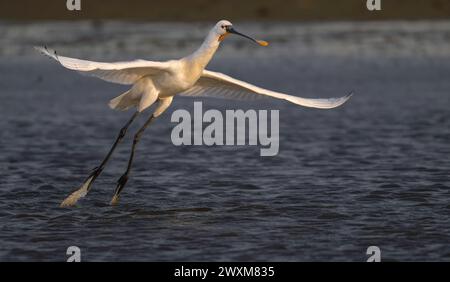 Spoonbill : Platalea Leucorodia startet vom Naturschutzgebiet Pats Pool Cley, North Norfolk, Großbritannien Stockfoto