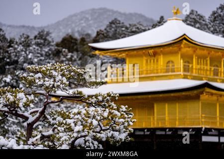 Schneebedeckte Bäume umgeben Kyoto's Goldene Pagode Kinkakuji und schaffen eine ruhige Winterszene Stockfoto