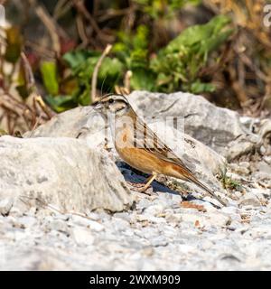 Rock Bunting, Emberiza Cia, Rilke Trail, Triest, Italien Stockfoto