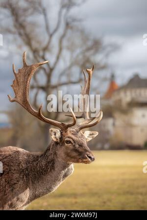 Porträt des europäischen Damhirsches im Schloss Blatna. Schöne Großaufnahme eines Hirschbocks in Tschechien. Alarmwiederkäuer-Säugetier im Europäischen Park. Stockfoto