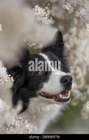 Porträt von Border Collie, der zwischen dem weißen blühenden Baum lächelt. Niedlicher vertikaler Schäferhund im Frühling. Happy Black and White Dog. Stockfoto
