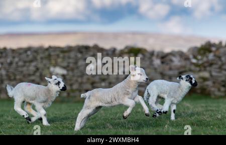 Junge Lämmer spielen an einem warmen Frühlingnachmittag in der Sonne. Yorkshire Dales, Großbritannien. Stockfoto