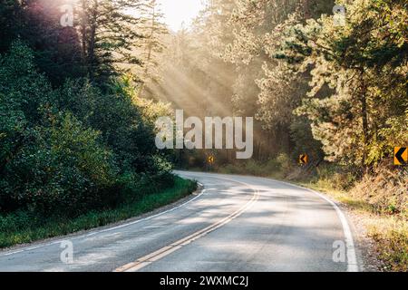 Sonnenstrahlen durch Waldbäume auf gekrümmter, leerer Straße Stockfoto