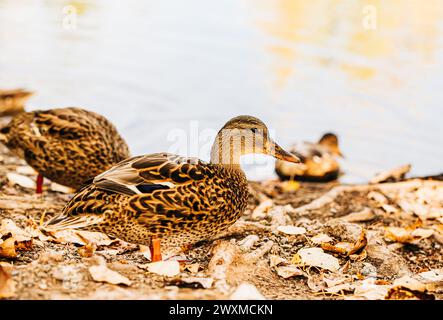 Nahaufnahme von Enten in der Nähe des Wasserrandes am Ententeich Stockfoto