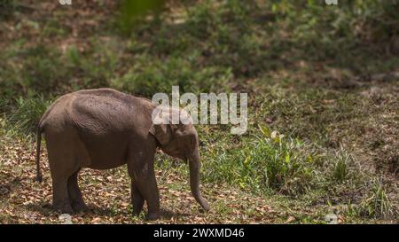 Schöne Bilder von asiatischen Elefanten in der Wildnis / im kerala Wald / Periyar Tiger Reserve / Baby Elefant / Western Ghats / Einzelfoto von Elefanten Stockfoto