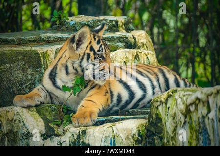 Baby-bengaler Tiger bei der Erhaltung Stockfoto